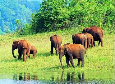 Cochin Munnar thekkady Tour package