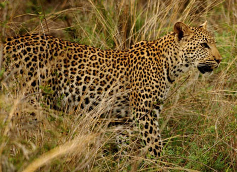 eravikulam national park