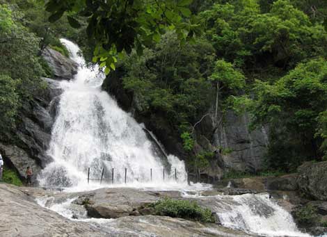 Monkey falls from coimbatore