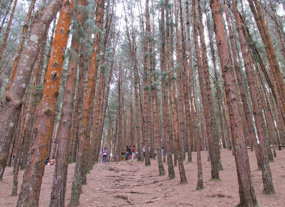 pine forest