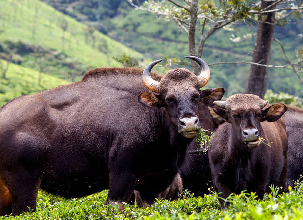 mudumalai